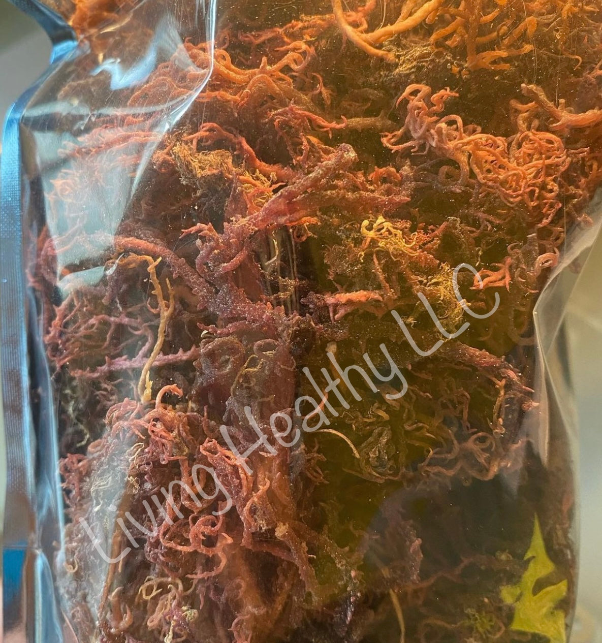 Purple / Red Algal Genus Gracilaria Sea Moss