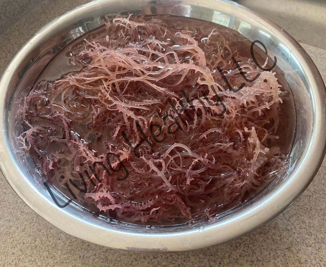 Purple / Red Algal Genus Gracilaria Sea Moss