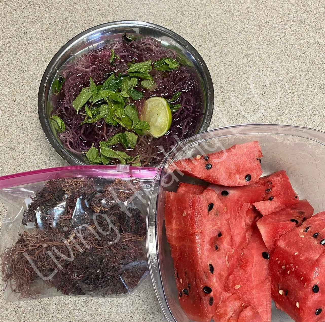 Purple / Red Algal Genus Gracilaria Sea Moss