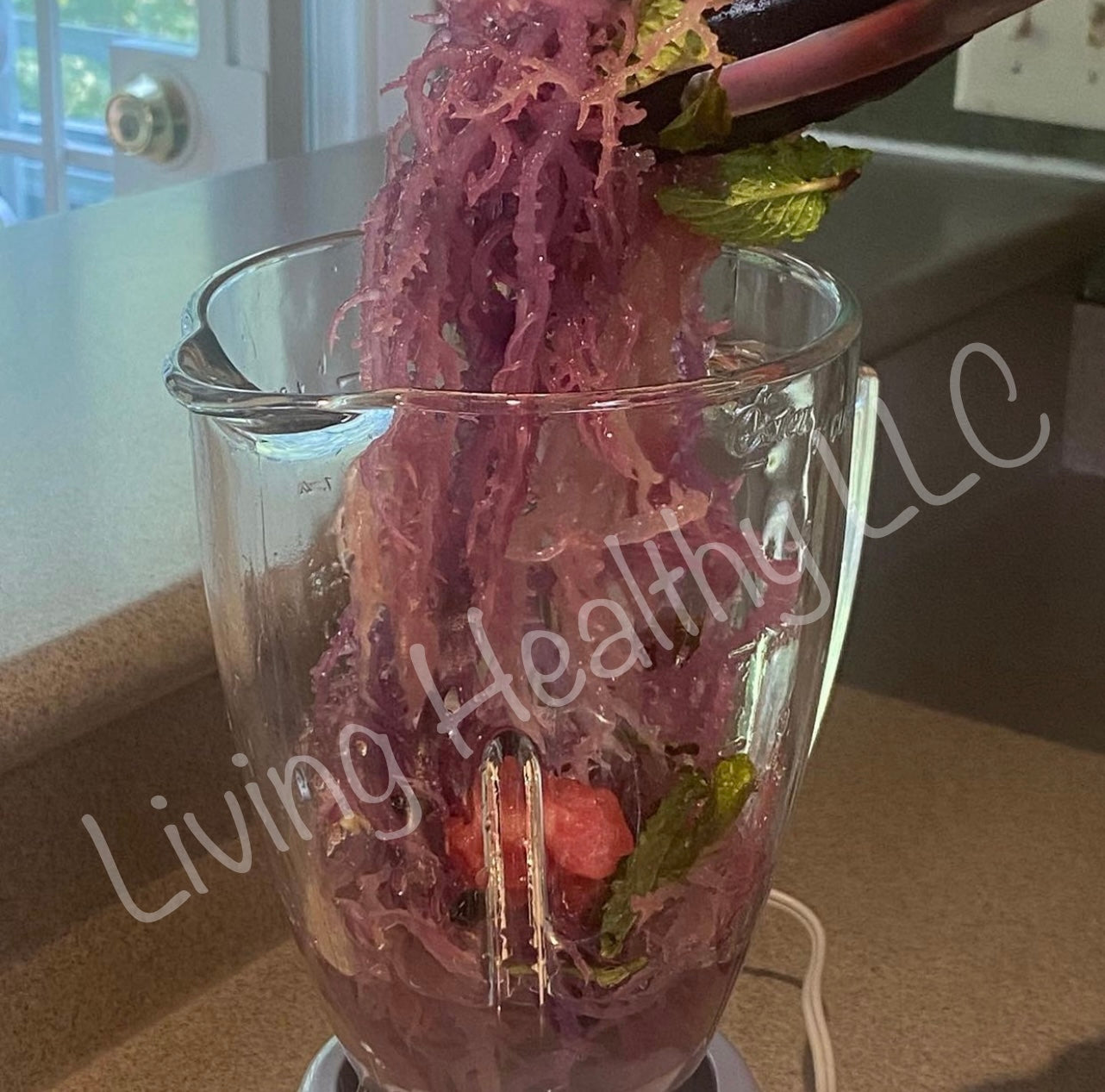 Purple / Red Algal Genus Gracilaria Sea Moss