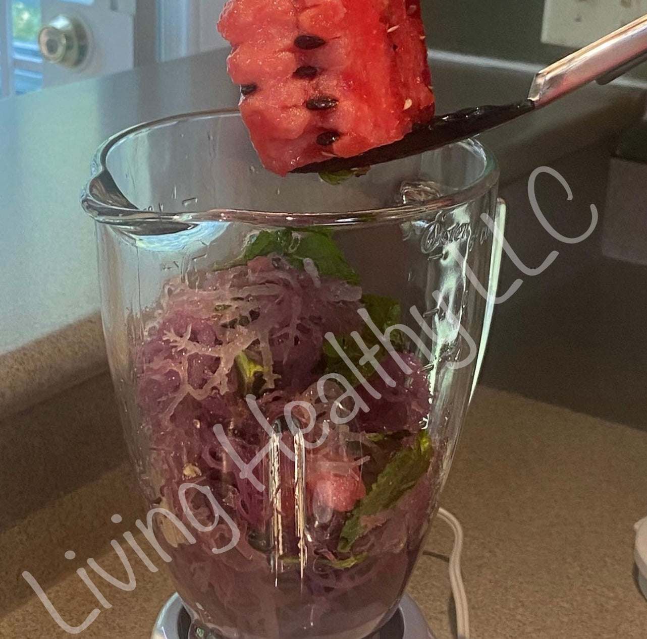 Purple / Red Algal Genus Gracilaria Sea Moss