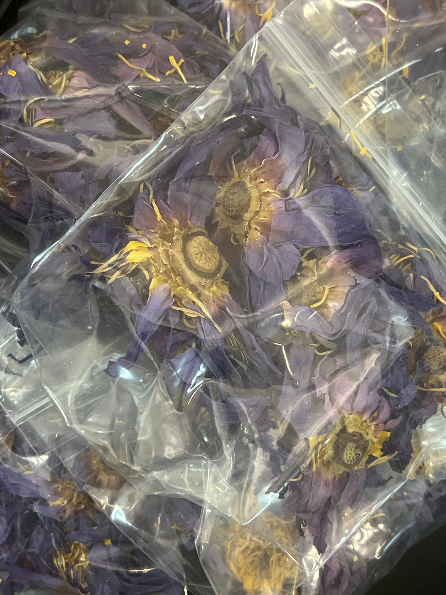 Blue Lotus